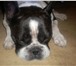Foto в Домашние животные Вязка собак Французский бульдог 4 года, без родословной, в Чите 0