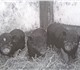 Новое foto Другие животные Поросята 3495749 в Москве Фотография в Домашние животные Другие животные Продам поросят вьетнамской вислобрюхой породы. в Москве 5 000