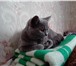 Продам кошку-британку 4823152 Британская короткошерстная фото в Томске