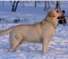 Фотография в Домашние животные Вязка собак Великолепный 4-х летний палевый кобель лабрадора в Санкт-Петербурге 15 000