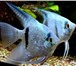 Фотография в Домашние животные Рыбки Продам Скалярий  Уникальный вид элегантных в Москве 80