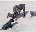 Щенки Кане Корсо 2677601 Кане-корсо фото в Ростове-на-Дону