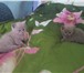 Британские котята 1832535 Британская короткошерстная фото в Барнауле