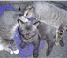 Изображение в  Отдам даром-приму в дар очаровательные котята ищат  любящих хозяев.возраст в Смоленске 0
