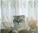 Фото в Домашние животные Услуги для животных Вислоухий кот в полном расцвете сил, приглашает в Махачкале 1 000