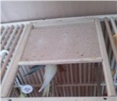Фотография в Домашние животные Товары для животных продам клетку большую,размеры,длинна 80,высота в Красноярске 2 500
