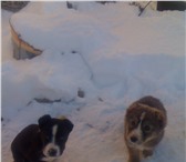 Алабаи мальчики 3749989 Среднеазиатская овчарка фото в Екатеринбурге