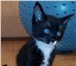Котёнок в добрые руки 1347431 Домашняя кошка фото в Ангарске