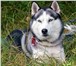 Foto в Домашние животные Вязка собак Предлагается на вязку опытный кобель сиб/хаскиВяжет в Москве 10 000