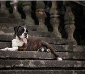 Изображение в Домашние животные Вязка собак ищу подругу для вязки кобеля боксёра. Юный в Сочи 0