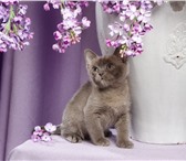 Продаются котята породы Бурма 625323 Бурмилла фото в Нижнем Новгороде