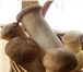 Фотография в Домашние животные Растения Вешенка королевская (эринги, степной боровик, в Пензе 1 990