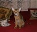 Фелинологический питомник «Zolushka» предлагает абиссинских котят дикого и голубого окраса, от пр 68824  фото в Москве