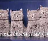 Британские котята у всех на слуху Сейчас популярны окрасы типа «вискас»,  Мы не гонимся за временно 68928  фото в Москве