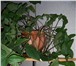 Изображение в Домашние животные Растения Комнатные растения в керамических горшках, в Нижнекамске 290