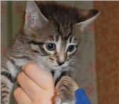 Фотография в Домашние животные Отдам даром Отдам в добрые руки!   Котятки родились 1 в Тюмени 0