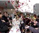 Фотография в Развлечения и досуг Организация праздников Фотография свадеб, вечеринок, юбилеев и прочих в Рязани 1 500