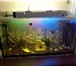 Фотография в Домашние животные Рыбки изготовление аквриумов, террариумов по индивидуальным в Магнитогорске 1 000