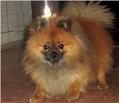 Фото в Домашние животные Найденные Потерялась собака породы немецкий шпиц, кобель, в Чите 0