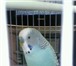 Фотография в Домашние животные Отдам даром Продам волнистых попугайчиков вмести с клеткой, в Томске 3 000