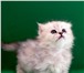 Продаются котята персидской затушеванной шиншиллы с отличной родословной от кота чемпиона, Возраст 69694  фото в Екатеринбурге