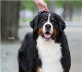 Щенки бернского зенненхунда в питомнике 1943165 Бернская пастушья собака фото в Екатеринбурге