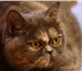 Продаются шотландские котята (Scottish straight&amp;fold) с родословной, Родились 30, 05, 2010 г, В п 69316  фото в Челябинске