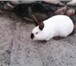 Фото в Домашние животные Грызуны Происхождение. Калифорнийский кролилик выведен в Ставрополе 500