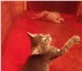 Фотография в Домашние животные Отдам даром отдаю дымчатого котенка-мальчика,к лотку в Казани 0
