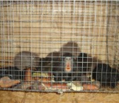 Фотография в Домашние животные Грызуны Продам нутрий, есть как взрослые - 2500, в Балашихе 2 500