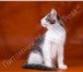 Продам котят породы Норвежская Лесная 2063631 Норвежская лесная фото в Новосибирске