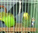 Фотография в Домашние животные Птички продам попугаев,возможно с клеткой. в Кирове 500