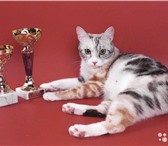 Бобтейла курильского высокопородные котята 1645095 Курильский бобтейл фото в Самаре