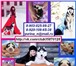 Белоснежных и чёрно-белых щеночков хаски продаю 3833033 Сибирский хаски фото в Северодвинске