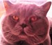 Фотография в Домашние животные Вязка Предлагаю вязку с красивым британским котом.Котику в Москве 2 000