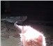 Отдам милых котят в хорошие руки 3622723 Другая порода фото в Улан-Удэ