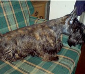 Фотография в Домашние животные Вязка собак Скотч терьер (кобель) 4 года,окрас тигровый в Новокузнецке 0