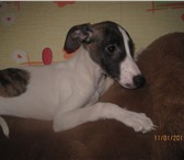 Продаются подрощенные щенки Уиппета(малая английская борзая)от титулованных родителей, чемпионов, Ро 65765  фото в Пензе