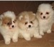 Продам 2-х месячных щенков - двух маленьких мальчиков и крошечную девочку породы померанский шпиц, 66048  фото в Балашихе