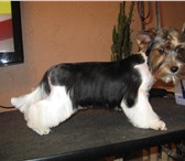 Фото в Домашние животные Стрижка собак стрижка,тримминг(щипка)собак и кошек.подготовка в Ярославле 0