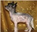 Продаются щенки китайской хохлатой собаки с хорошей родословной,  Девочки,  Возраст 5 месяцев,  Трое с 65389  фото в Москве