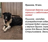 Собака в дар 2135243 Джек-рассел-терьер фото в Нижнем Новгороде