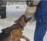 Фотография в Домашние животные Услуги для животных Дрессировка собак в Перми и области, выезд в Перми 0