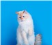 Изображение в Домашние животные Вязка Невский маскарадный кот ждет невест титул в Москве 5 000