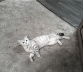 Фотография в Домашние животные Вязка Ищем шотландского вислоухого кота для вязки в Новокузнецке 1