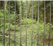 Foto в Недвижимость Земельные участки Девственный лес и живописное озеро органично в Чехов 4 980 000