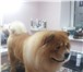 Фотография в Домашние животные Стрижка собак Модные, стильные, креативные, а главное профессиональные в Новороссийске 1 200