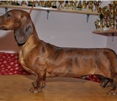 Щенки таксы 3341280 Такса фото в Екатеринбурге