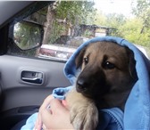 Изображение в Домашние животные Отдам даром очень милый пёсик ищет хороших добрых хозяев. в Томске 0