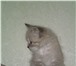 Foto в Домашние животные Отдам даром Очаровательный сиамский котенок (мальчик) в Тамбове 5